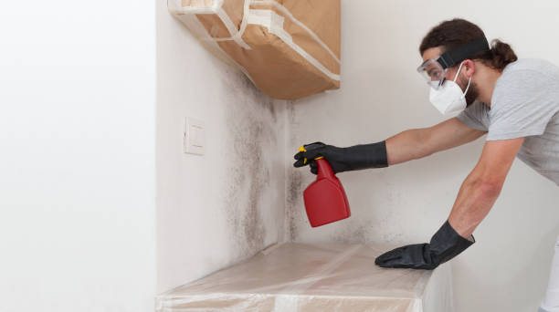 Professional Basement Mold Removal technician working in Garrett, WA
