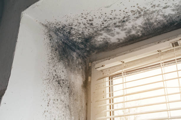 Affordable Basement Mold Removal solutions in Garrett, WA