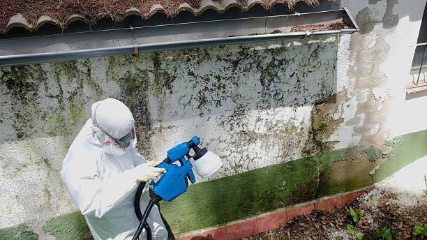 Top rated local Basement Mold Removal specialists in Garrett, WA